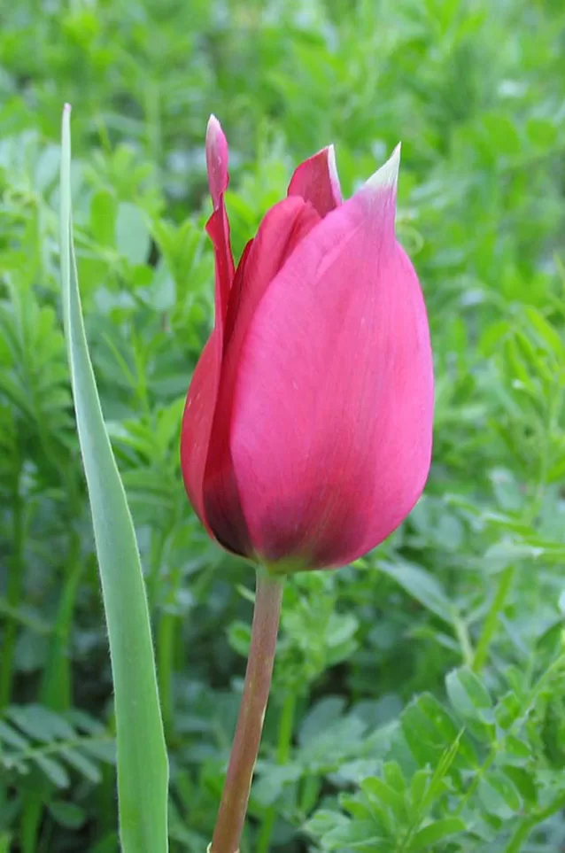 Tulipa Cypria – Medos Lalesi – Black Tulip (ENDEMIC TO CYPRUS)